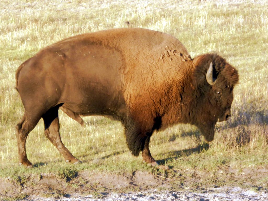 p1090700e.jpg (large)
